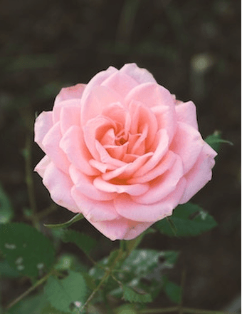 Josie Marie Sanders Obituary