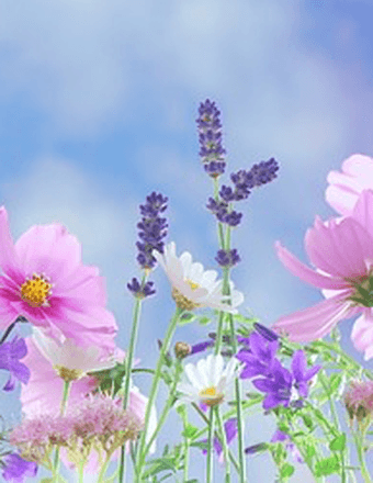 Shelia Lambdin Obituary